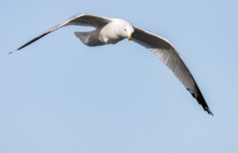 Ring-billed Gull Flyover